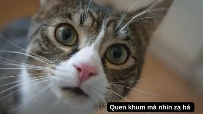 Tổng hợp Top 100+ ảnh meme thú vị, hài hước nhất 2024