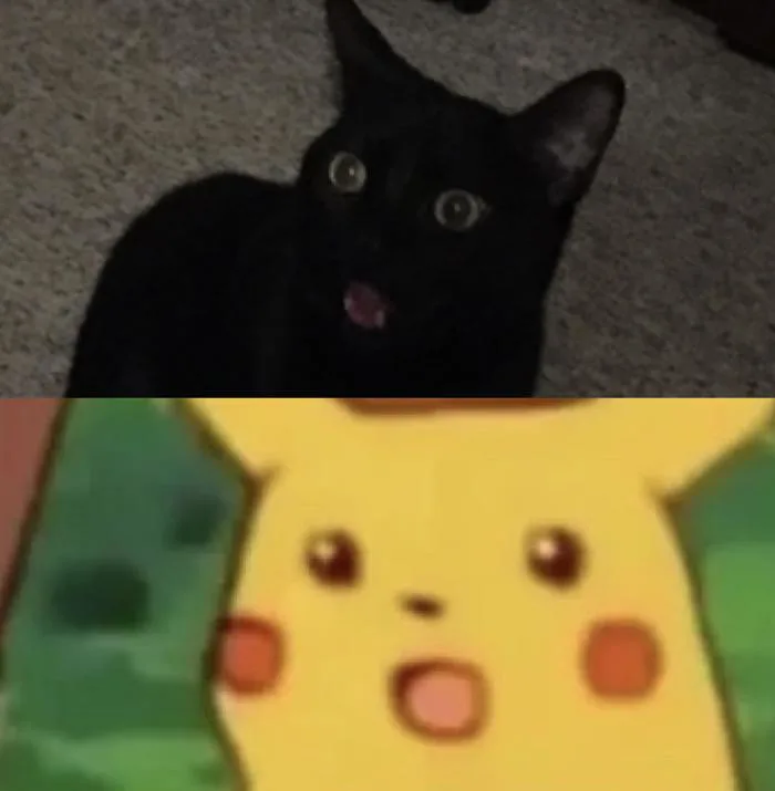 Mèo của bạn tôi trông giống meme Pikachu bất ngờ. : r/cats Mèo của bạn tôi trông giống meme Pikachu bất ngờ. : r/cats