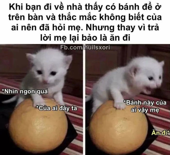 Chuyện tào lao | Hài hước về mèo, Truyện cười, Meme thú