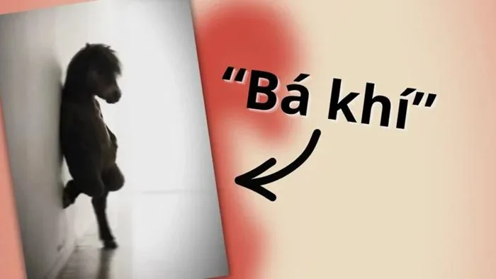 Bá khí” là gì? Nguồn gốc của meme đang phủ sóng mạng xã hội