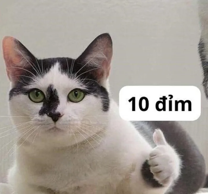 Meme đánh giá là gì? Tổng hợp những meme đánh giá hài hước
