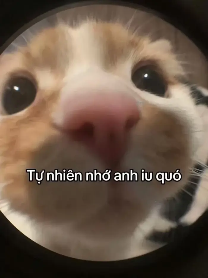 Bộ ảnh meme nhớ với biểu cảm hài hước gây bão cộng đồng