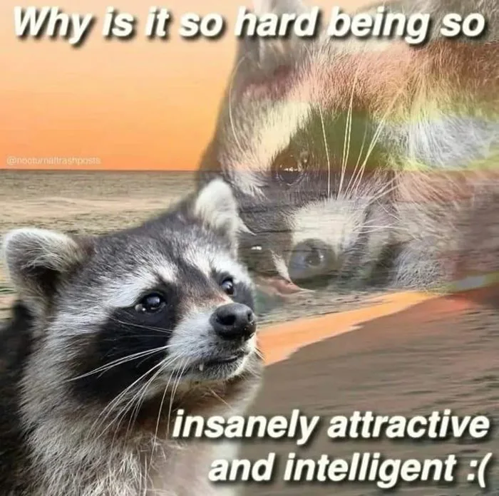 Funny Raccoon Meme - Why is it so hard being so insanely attractive and  intelligent? | Gấu