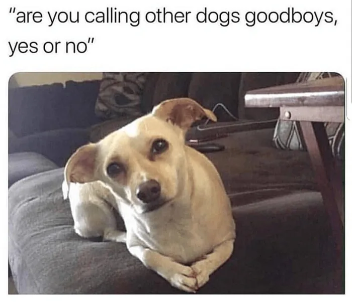 Yes or No? - Animals